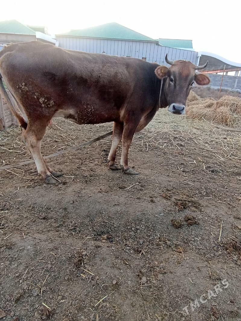 Sygyr - Яшлык - img 1