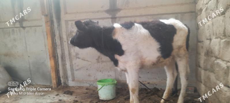 Tuwe - Gökdepe - img 1