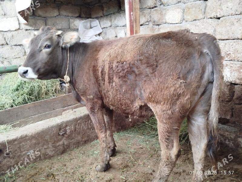 TUWE BAKYLAN - Çoganly - img 1