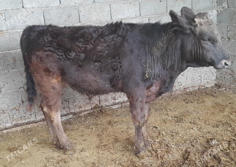 BAKYDA DURAN ÖKIZ - Багир - img 1