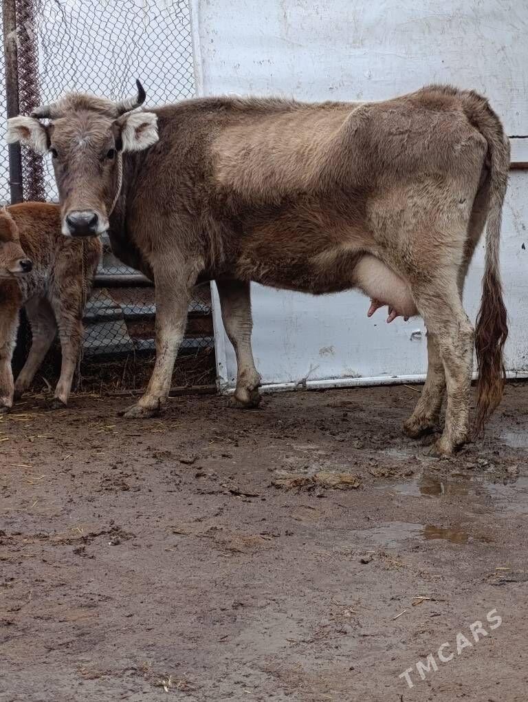 tohum göleli sygyr - Гёкдепе - img 1