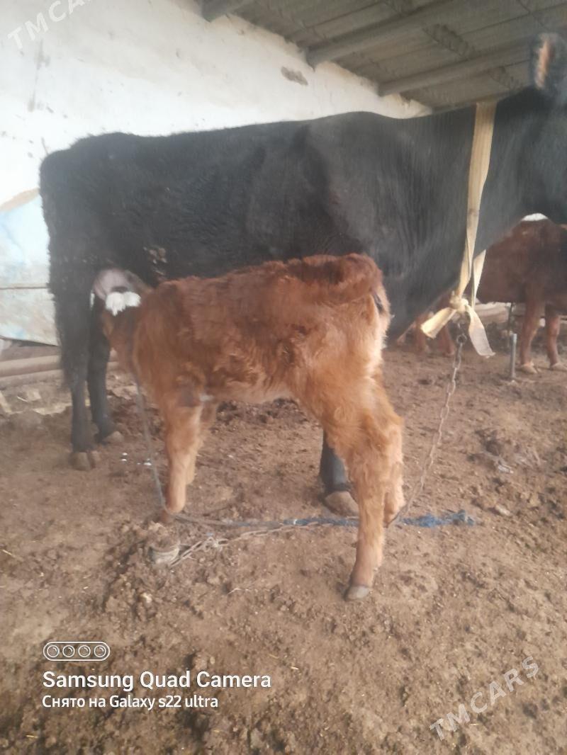 Göleli Sygyr - Мары - img 1