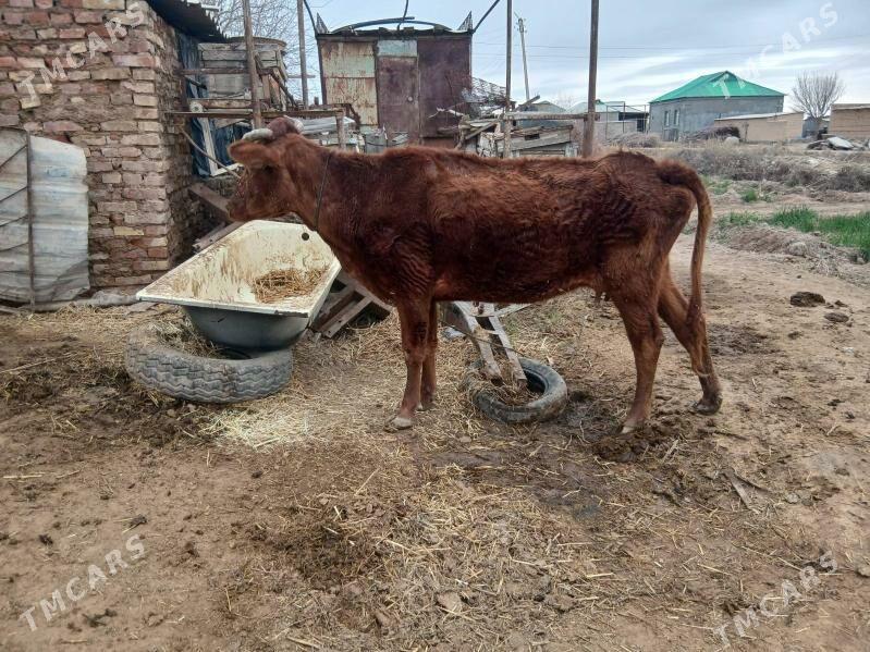 Sygyr - Бабадайхан - img 1