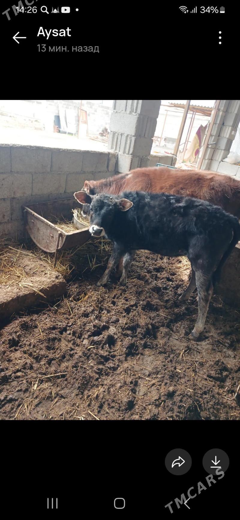 GOLE TUWE - Aşgabat - img 1