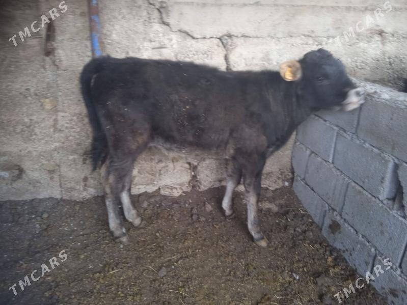 okuz - Ашхабад - img 1