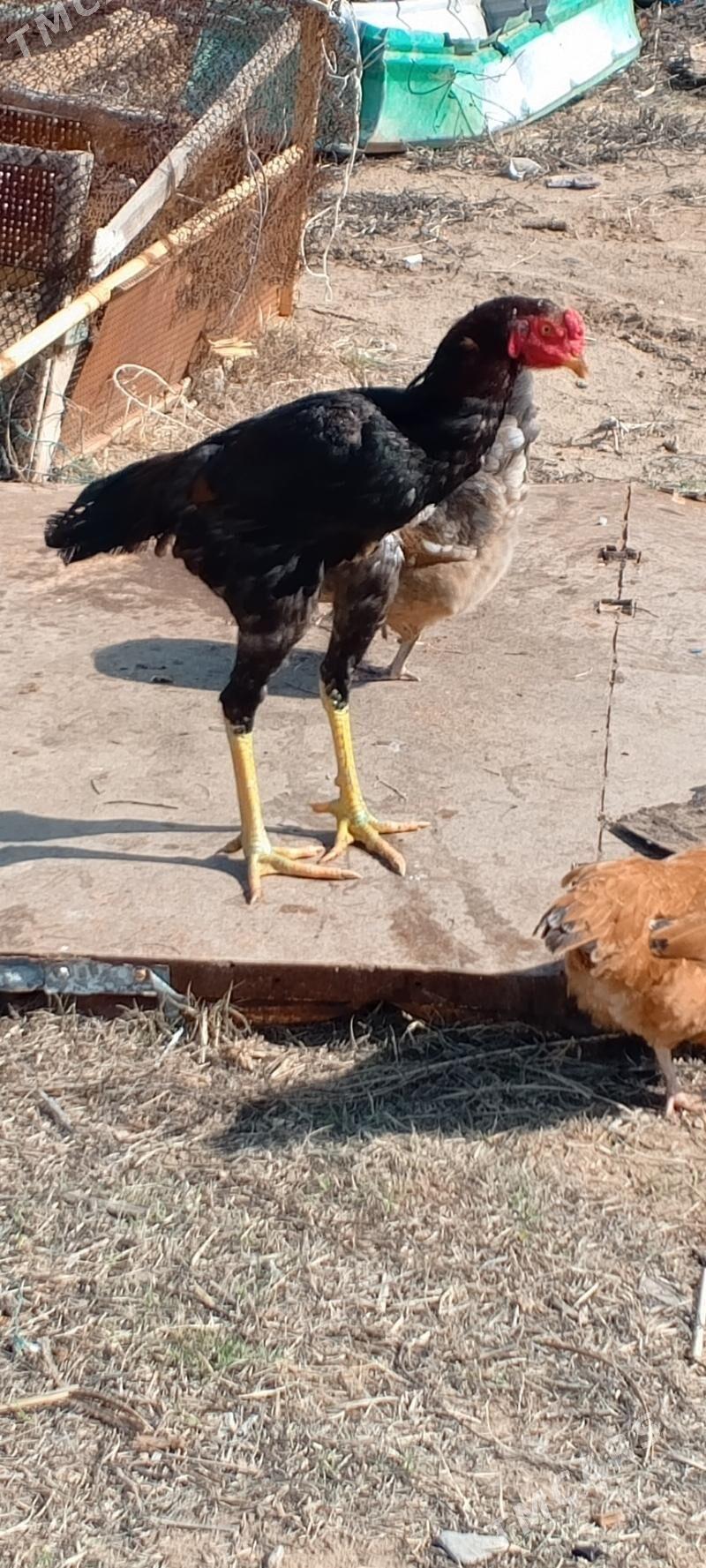 tasgent horaz - Täze zaman - img 1