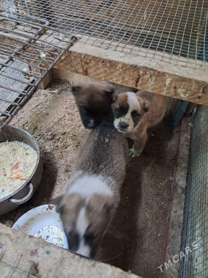 gujuk - Туркменабат - img 1