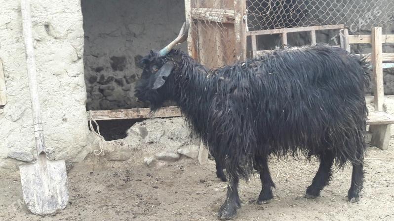 ОВЛАКЛИ ГЕЧИ - Бахарден - img 1