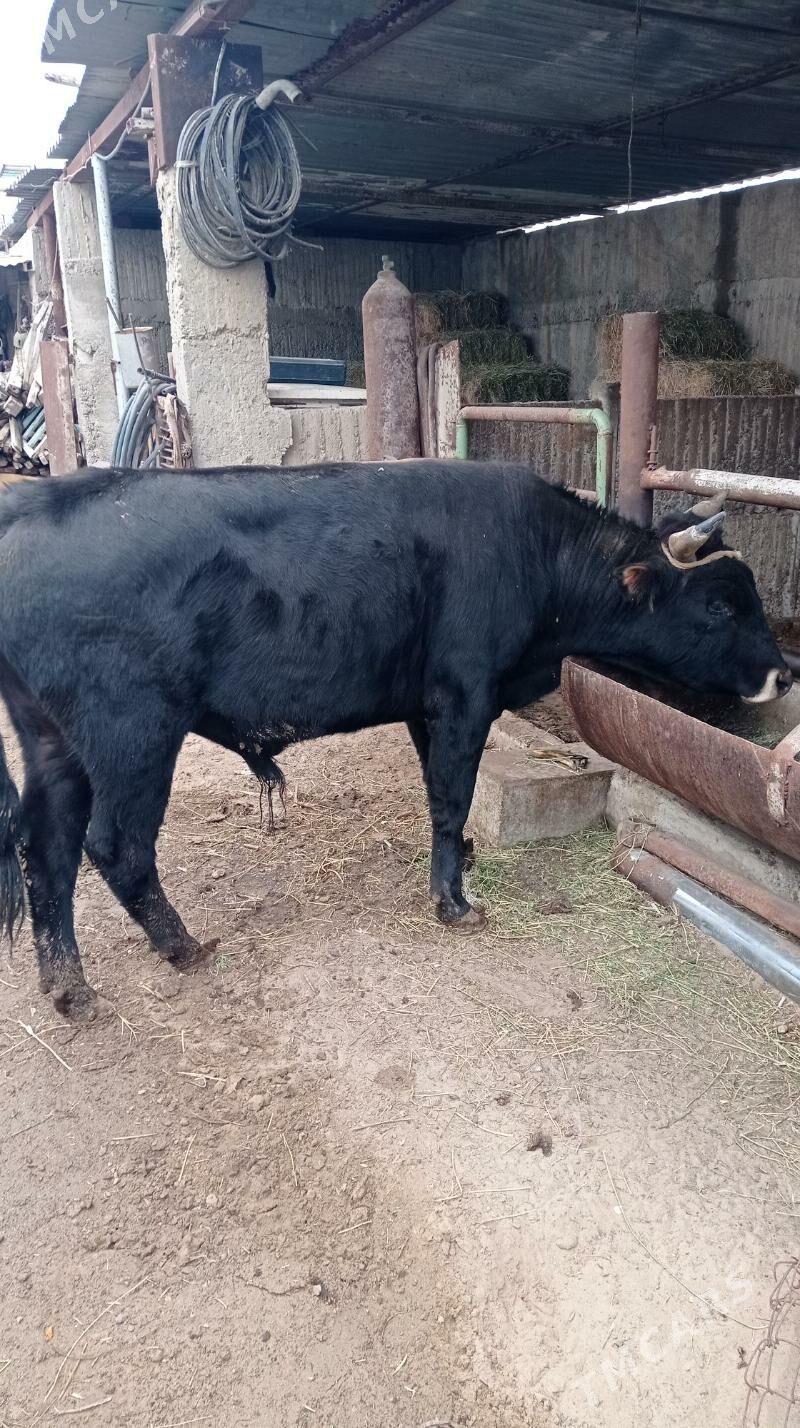 okuz - Ашхабад - img 1