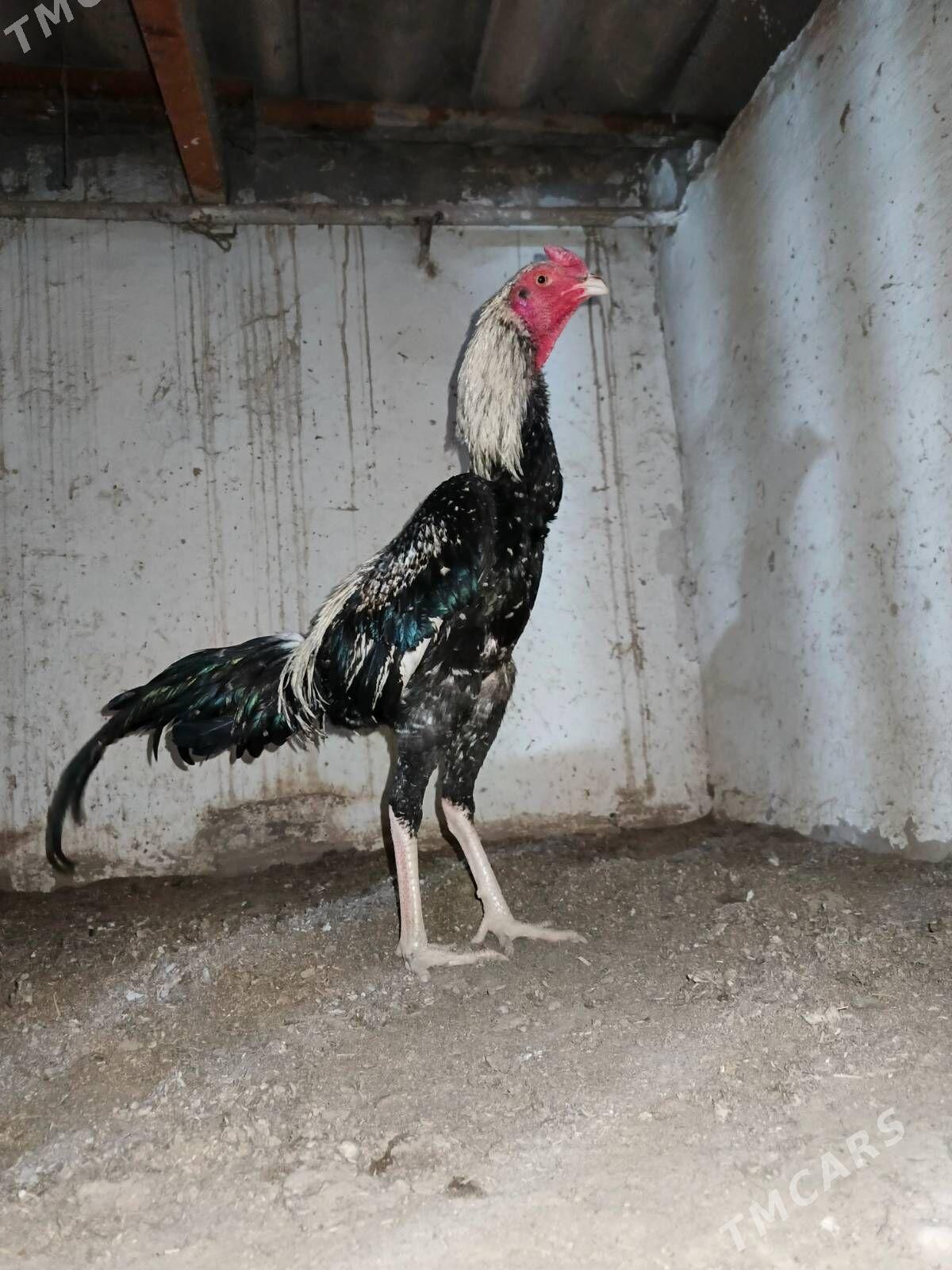 хораз - Türkmenabat - img 1