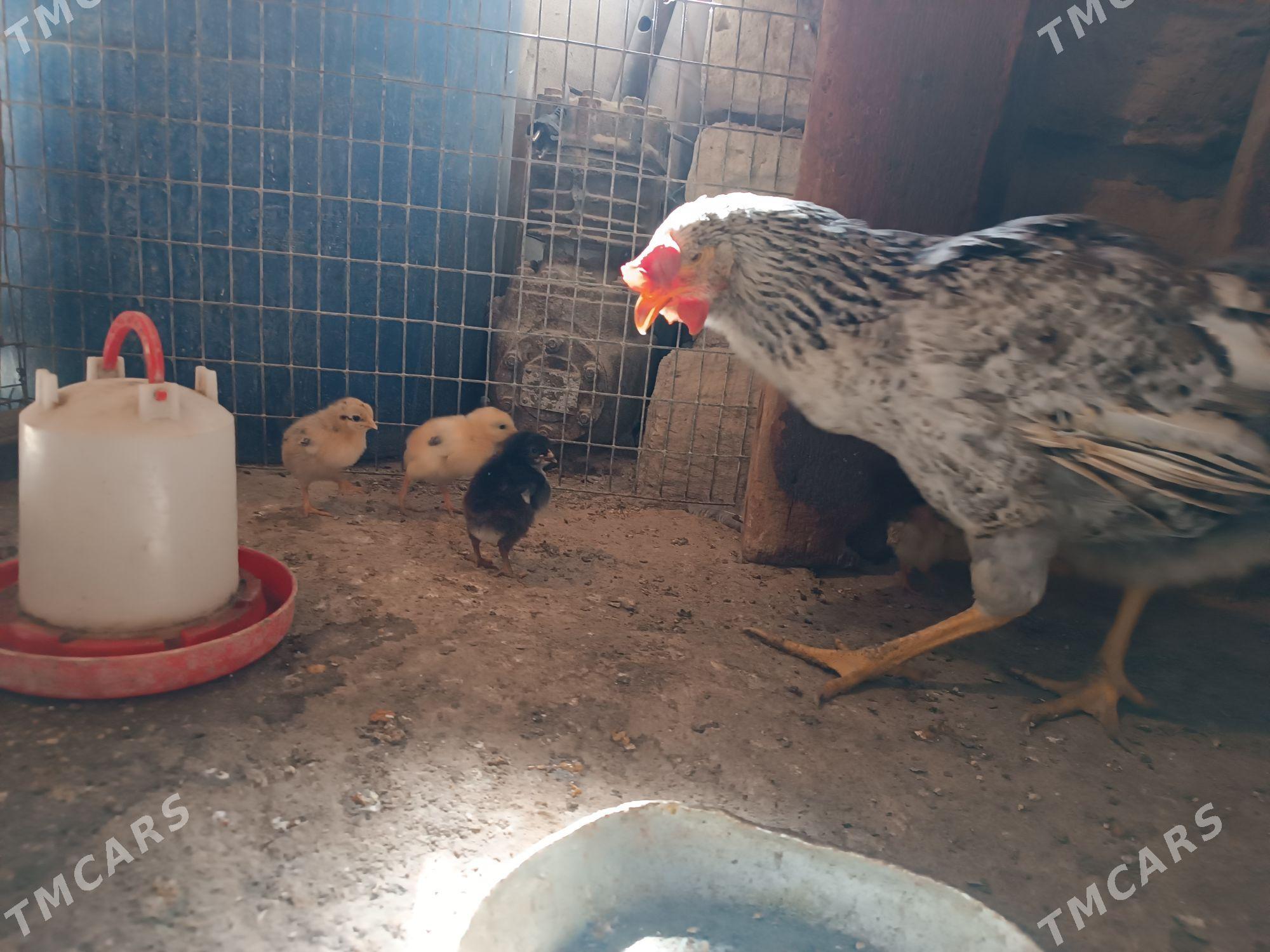 towuk - Balkanabat - img 1