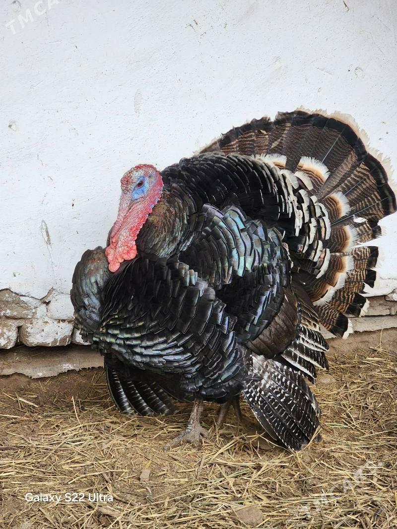 Induk - Şabat etr. - img 1