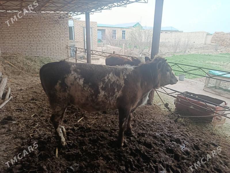 okuz - Чарджоу - img 1