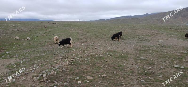 OWLAKLY GEÇI - Гызыларбат - img 1