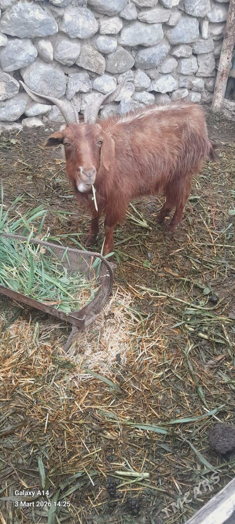 bogaz geci we cewis - Bäherden - img 1