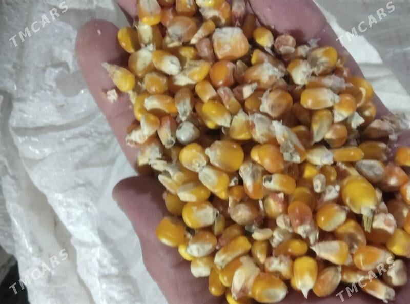 Mekge iymlik - Büzmeýin - img 1