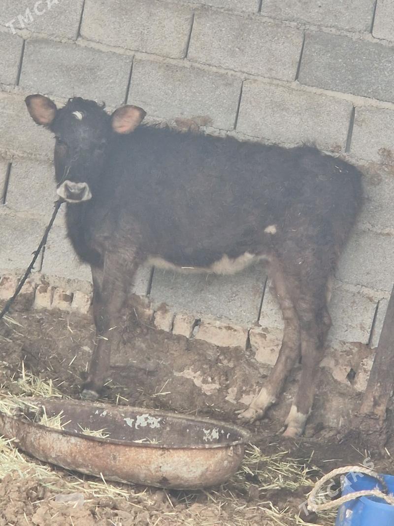 tuwe - Bäherden - img 1