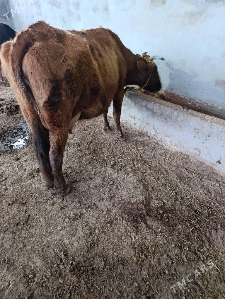 Sütlü sygyr - Мары - img 1