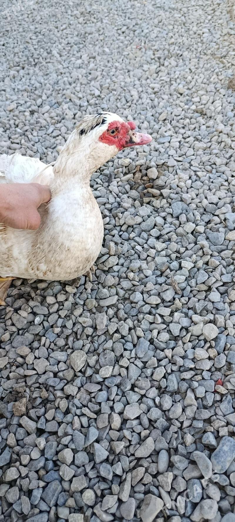 ördek indugutga - Wekilbazar - img 1