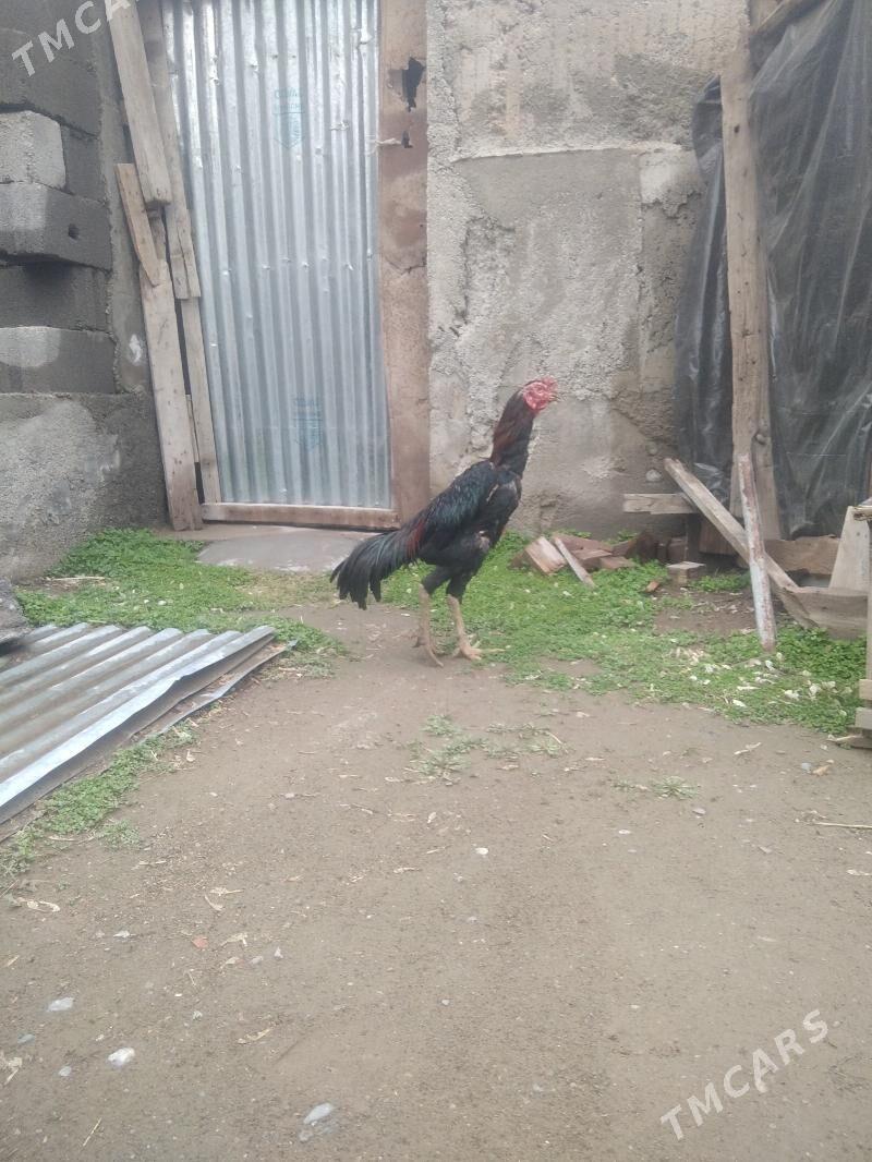 taskent - Ашхабад - img 1