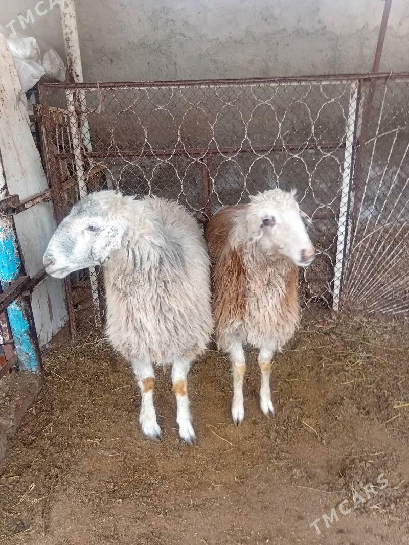 Issek - Ашхабад - img 1