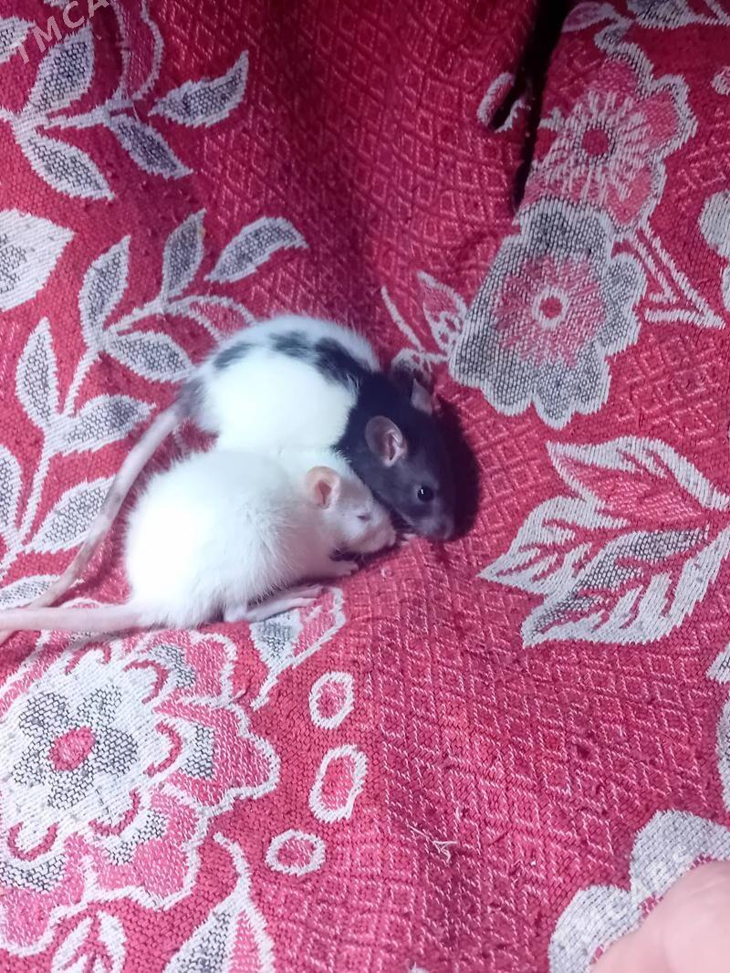 Молодые крысята - 1 mkr - img 1