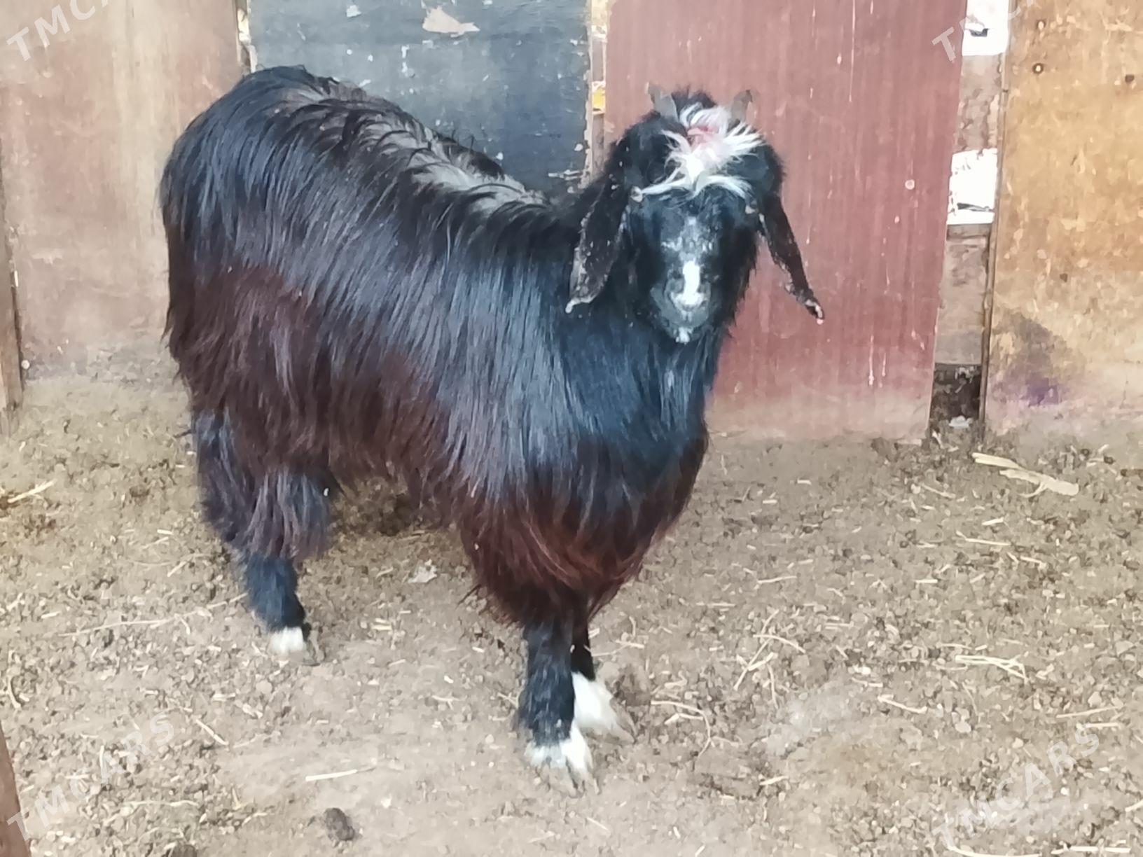 cebis - Багир - img 1