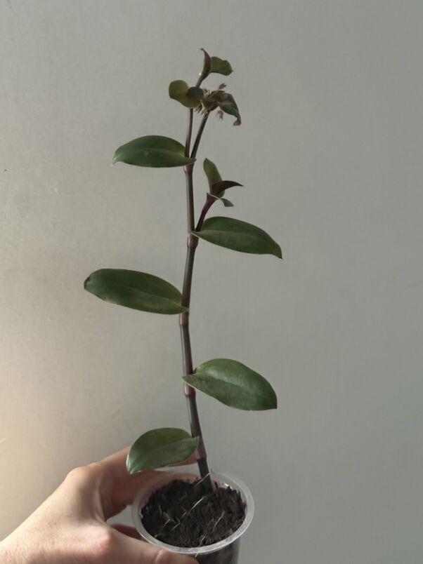 hlorofitum - Анев - img 1