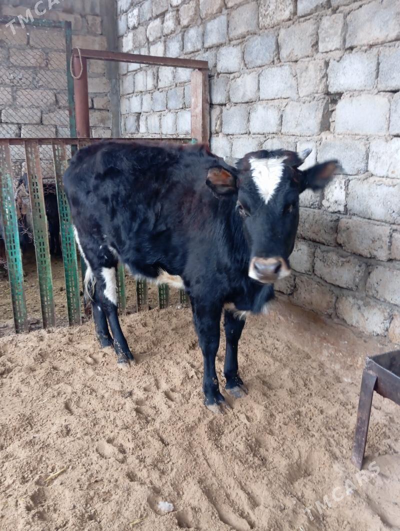 Gibrit tüwe - Ашхабад - img 1