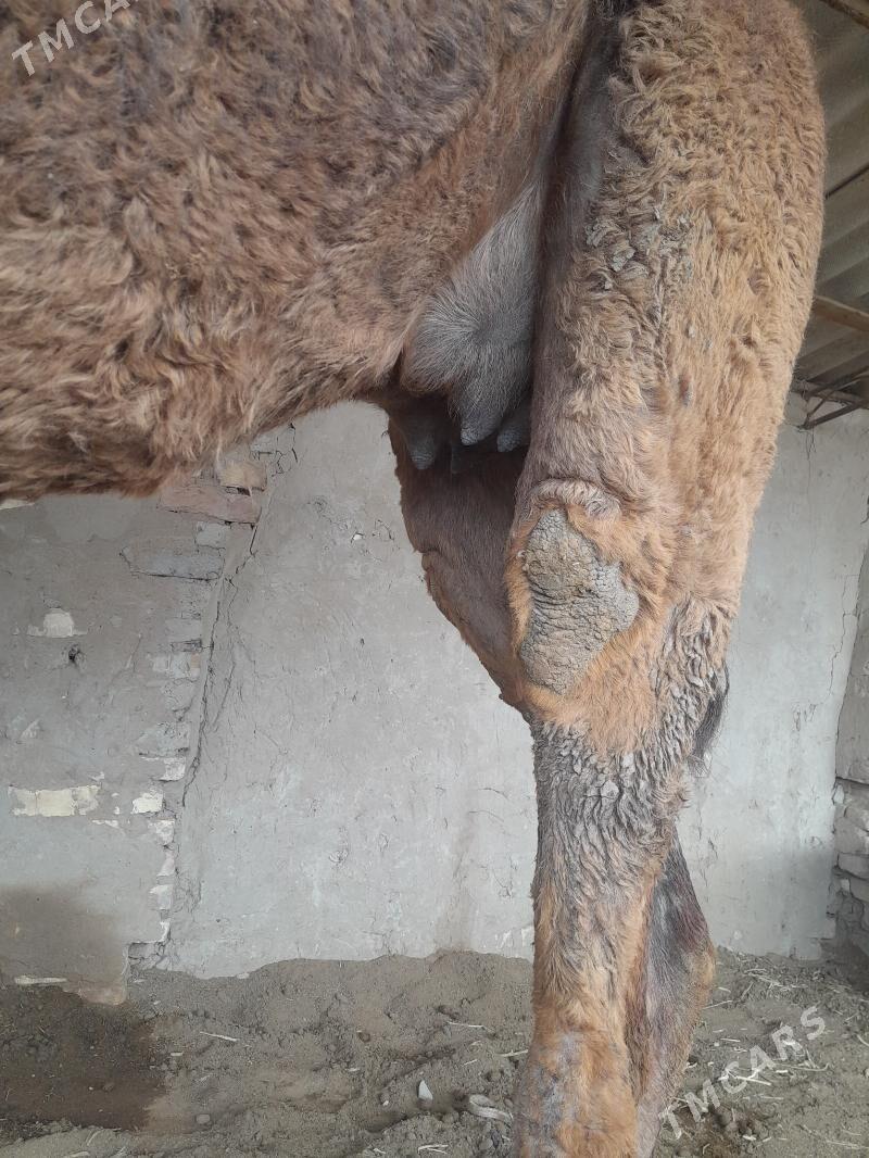 köşöklü düyö - Sakarçäge - img 1