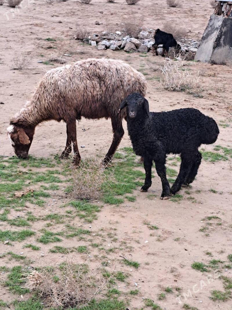 guzyly goýun - Гызыларбат - img 1