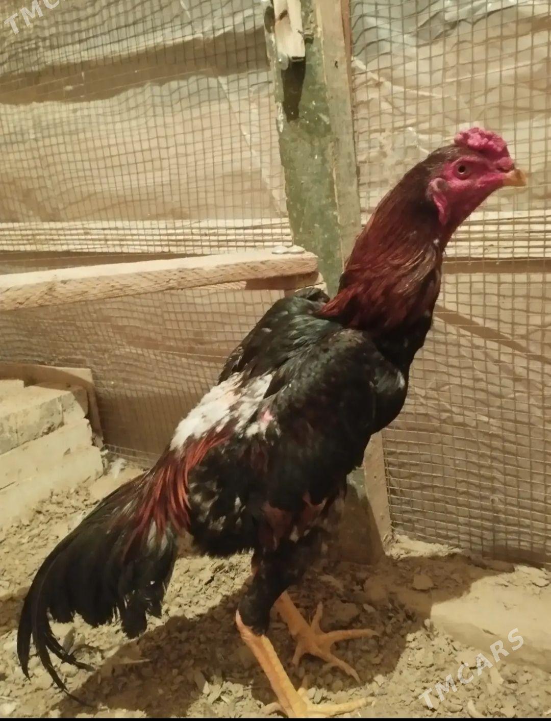 baysow horaz - Mary - img 1