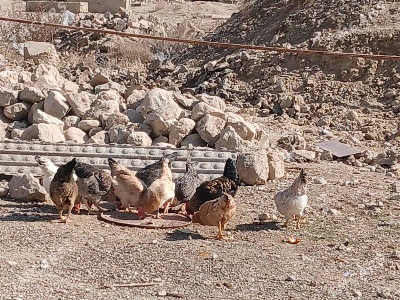 Towuk - Балканабат - img 1