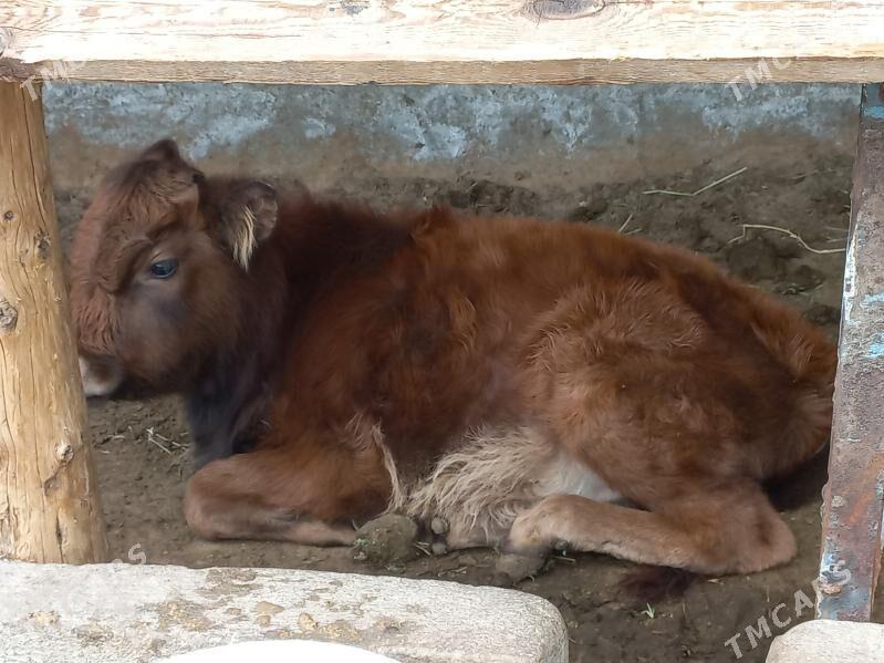 okuz - Gökje - img 1