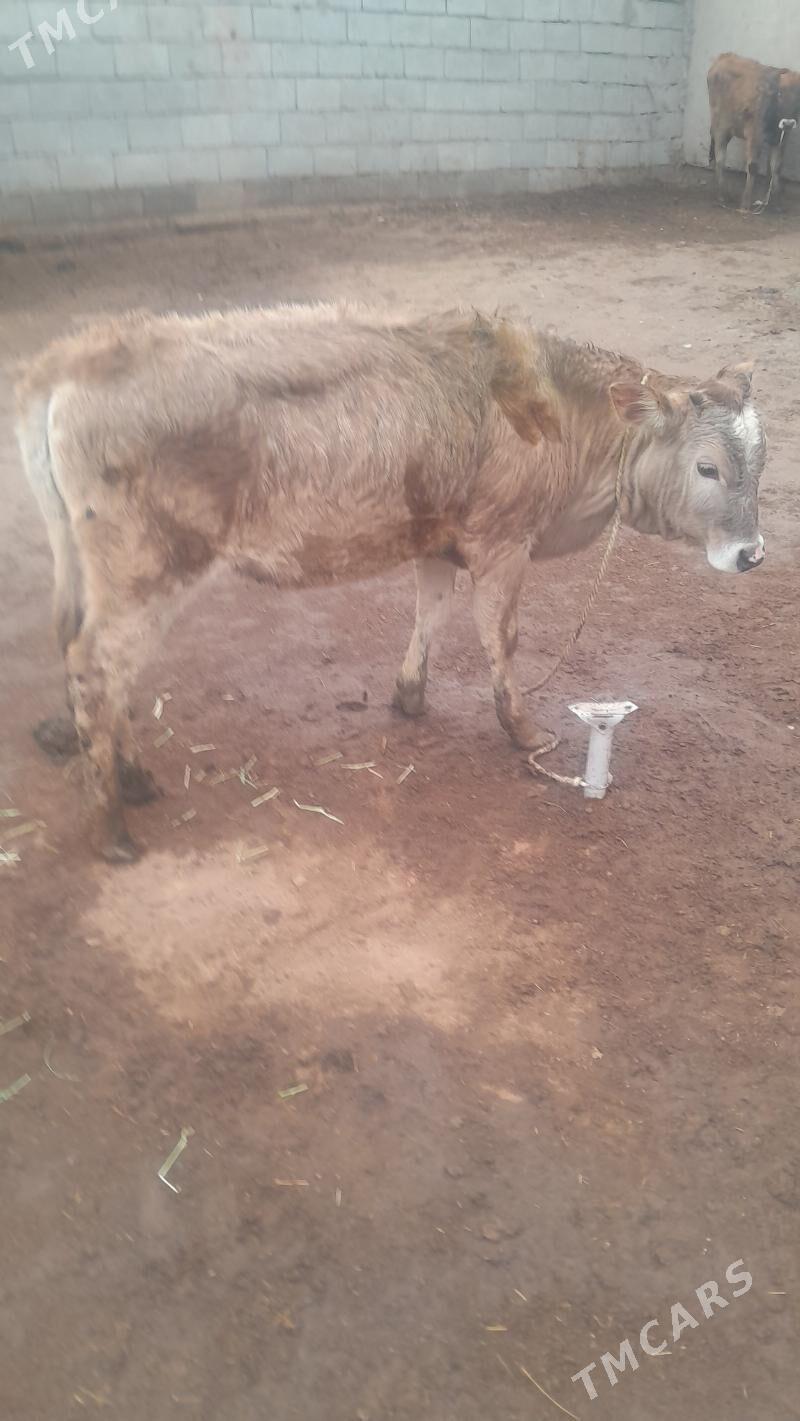 tuwe okuz - Теджен - img 1