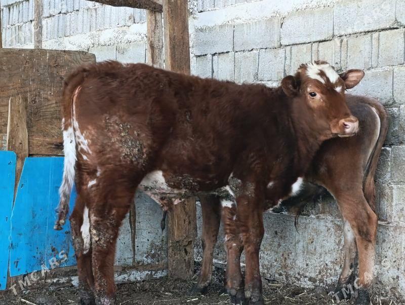 Okuz - Aşgabat - img 1