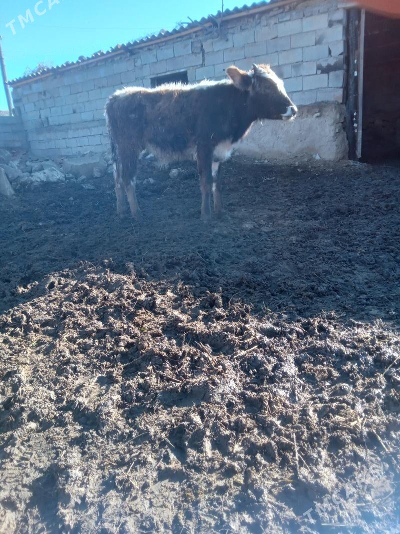 okuz we tuwe - Bäherden - img 1