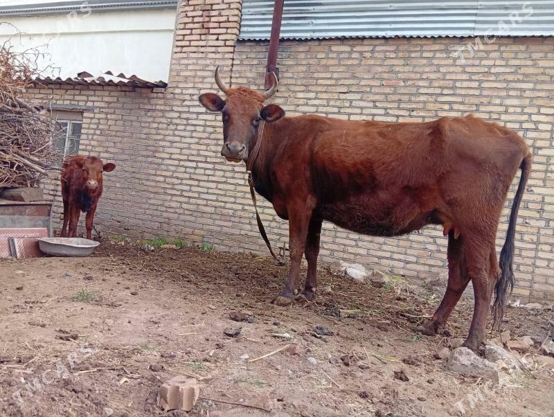 uly goleli sygyr - Мары - img 1