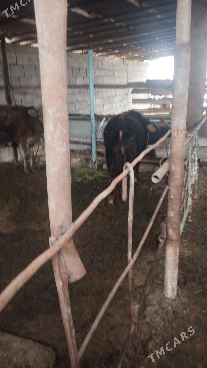 ökuz - Änew - img 1