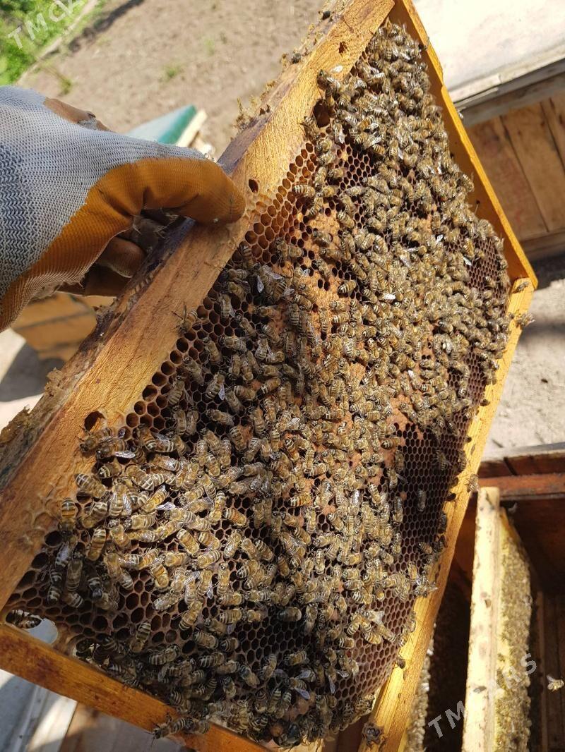 bal ary - Гороглы (Тагта) - img 1