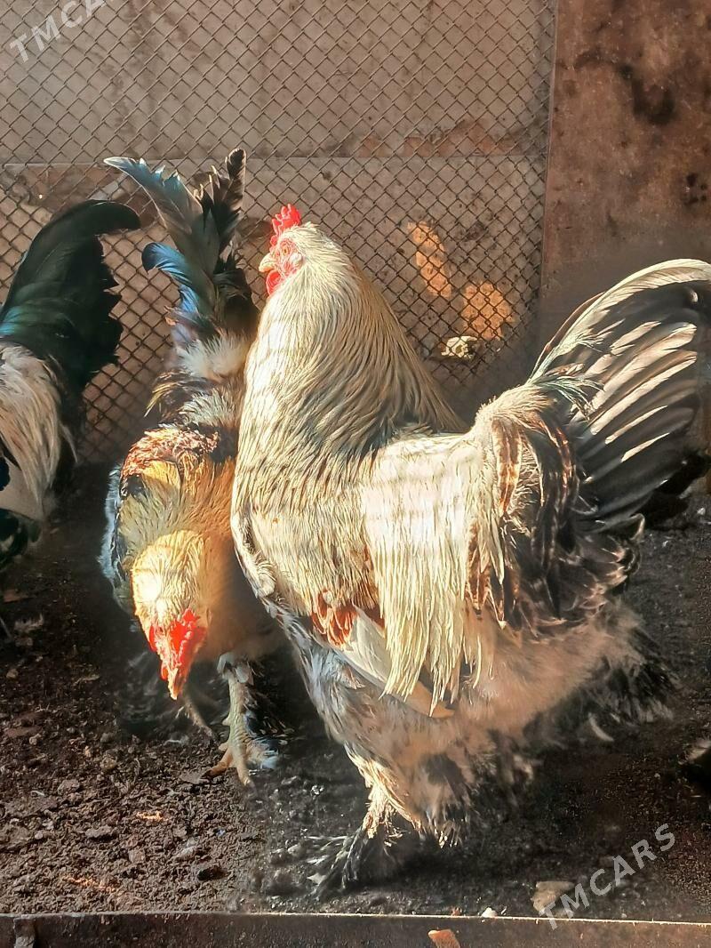 Brama horoz - Büzmeýin - img 1