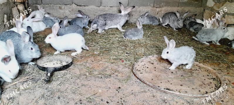 Towşanlar (полвеликан парода) - Türkmenbaşy - img 1