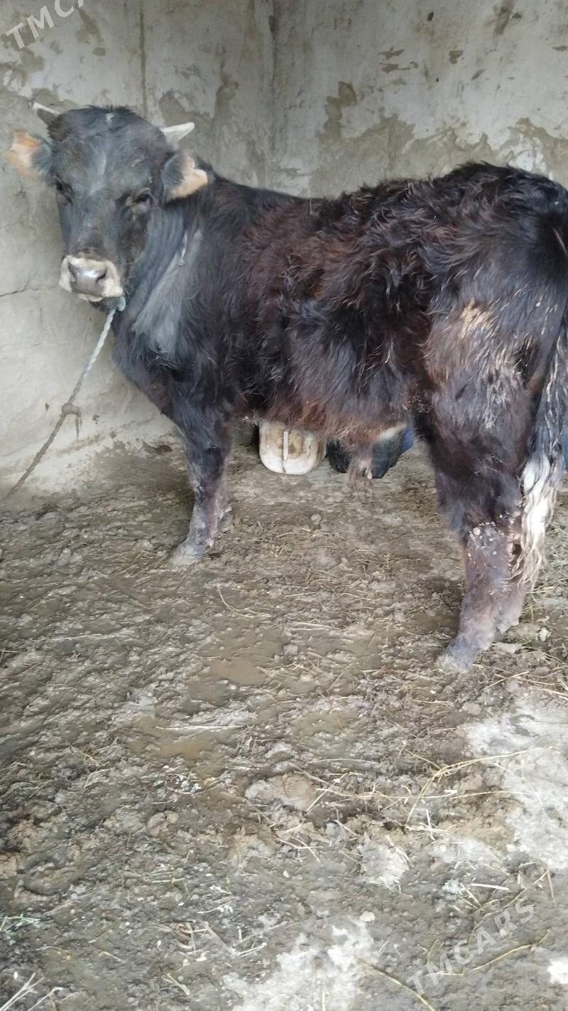 okuz - Бахарден - img 1