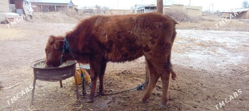 Tuwe - Babadaýhan - img 1