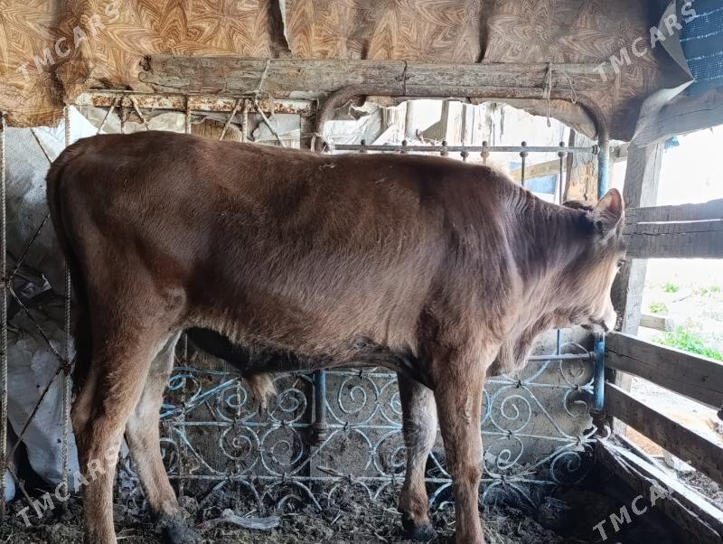 okuz - Aşgabat - img 1