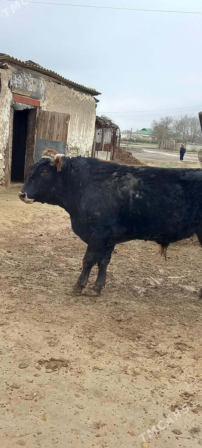 Ökuz 2ýaş - Ак-Бугдайский этрап - img 1