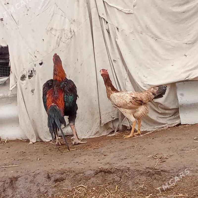 𝔹𝔸𝔹𝔸𝕐𝕃𝔸ℝ - Sakar - img 1