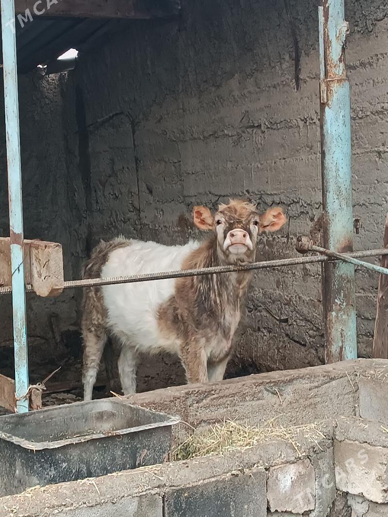 Tűwe gibirit - Gökdepe - img 1