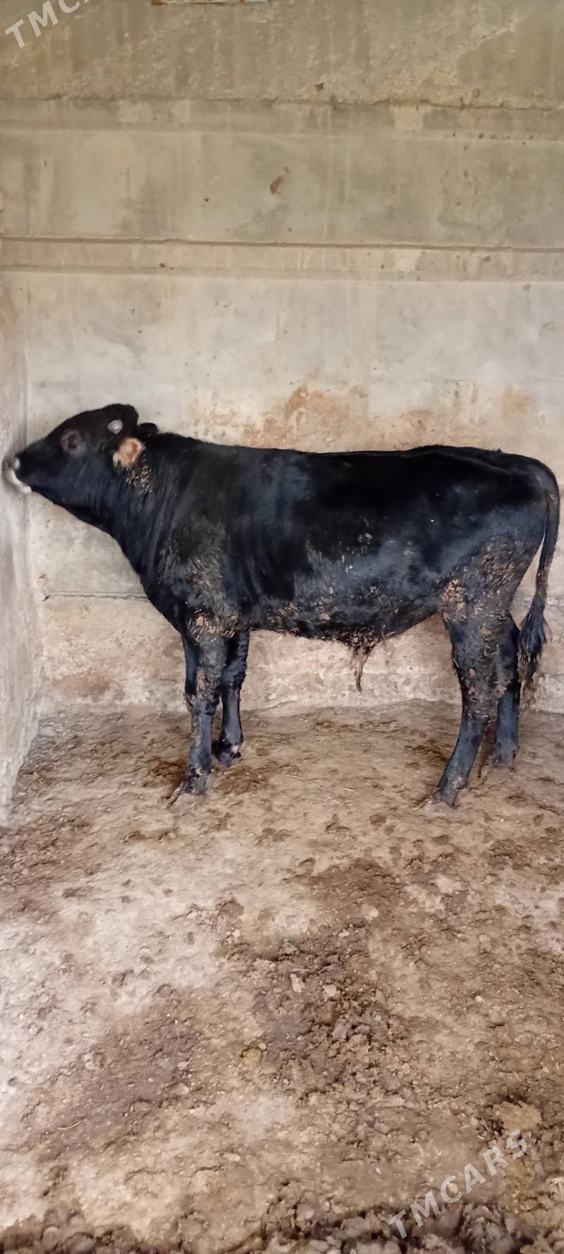 uly öküz şwes - Büzmeýin - img 1