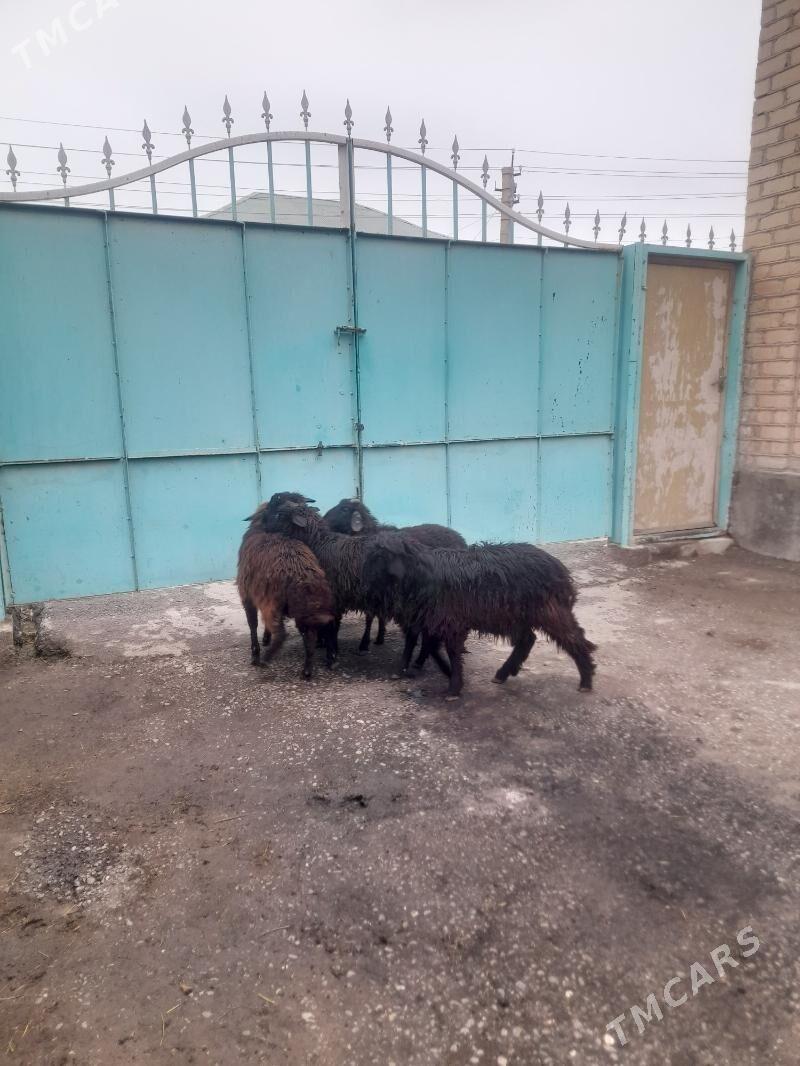 issek - Garadamak Şor - img 1